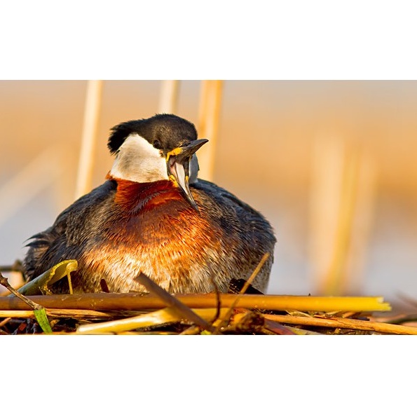 Ống Kính Canon EF-S 55-250mm f/4-5.6 IS II, Mới 95%