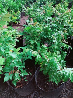 Cây Khế Cho Sai Trái