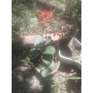 Cây sống đời đơn màu đỏ