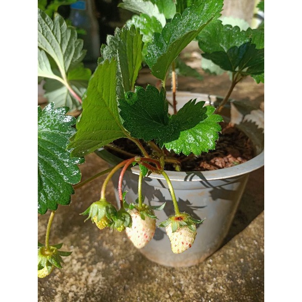 Combo vỉ 11 cây giống dâu tây 🍓  Nhật Hana quả to siêu ngọt