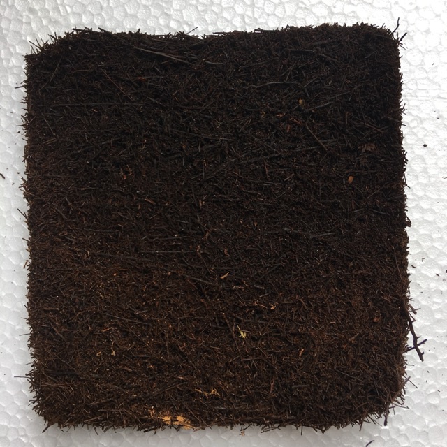 Dớn bảng trồng lan KT 20x20x3cm