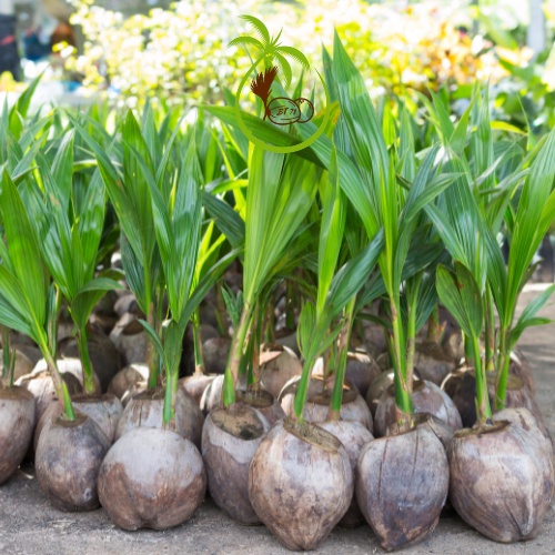 Phôi Trái Dừa Giống Lên Mầm | Làm Dừa Bonsai - Dáng Dứng và Nghiêng - Trái Dừa Tròn Đẹp - Mầm Tươi Tốt