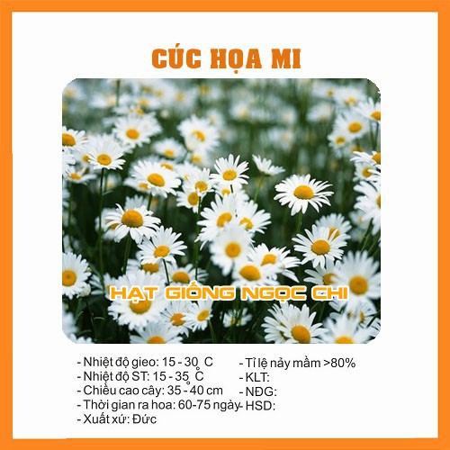 Hạt Giống Hoa Cúc Họa Mi - Cúc Chi Trắng - 100 Hạt