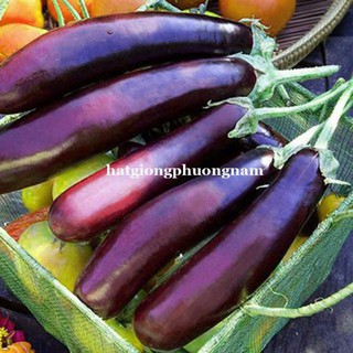 Hạt giống Cà Tím Dài F1 1gram