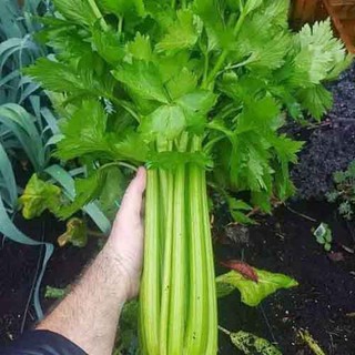Hạt giống Cần tây Pascal Mỹ khổng lồ