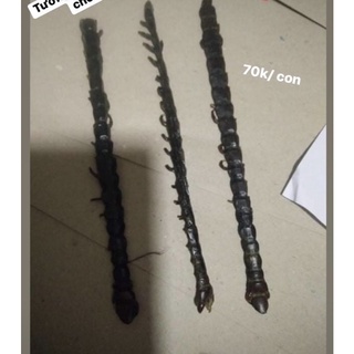 Ngô công loại 1 ~ 1 con