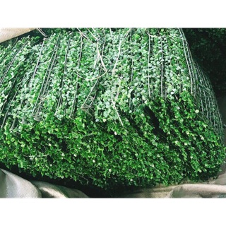 Combo 25 tấm cỏ nhân tạo cải xoong