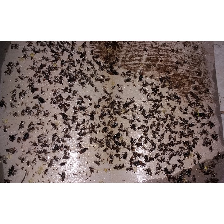 Bộ 10 miếng Keo dính ruồi Nam Kiệt