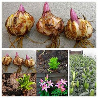 COMBO 5 CỦ HOA LY LÙN GIỐNG THƠM CHUẨN