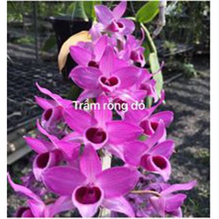 Chai giống Trầm Rồng Đỏ - Red Dragon