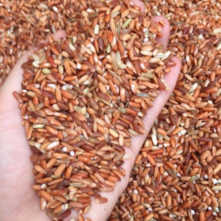   BỘT GẠO LỨC NẨY MẦM 500Gr