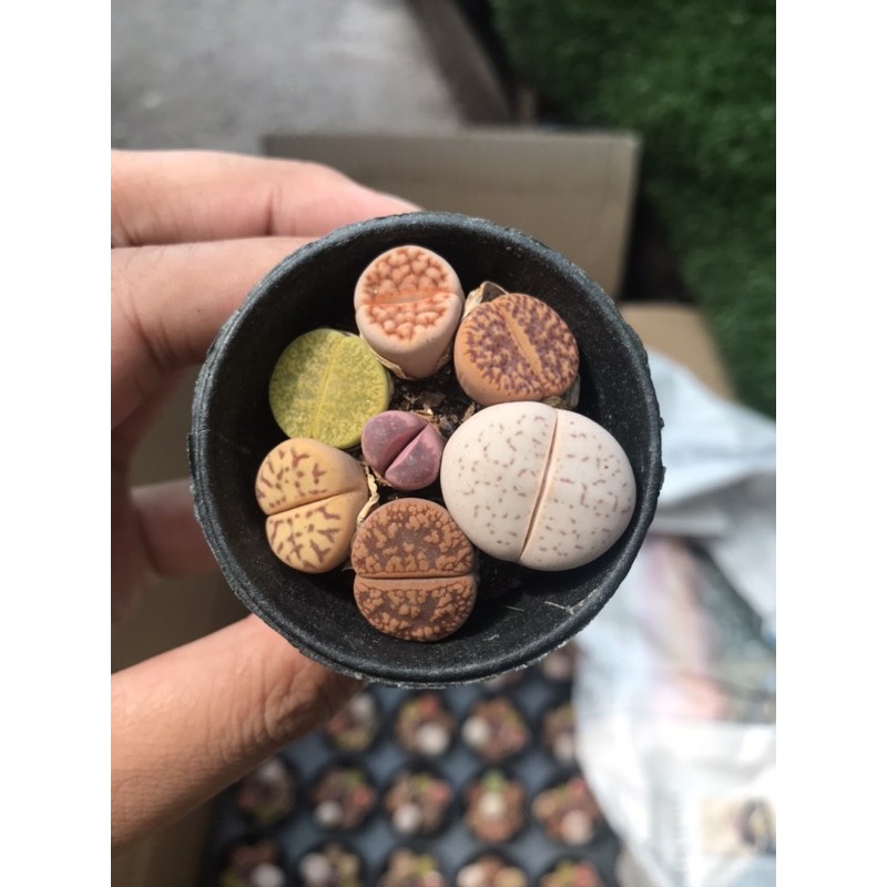 Sen đá lithops-Sen mông- sen thạch lan