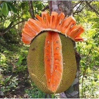 Mít ruột đỏ sơ đỏ Malaysia