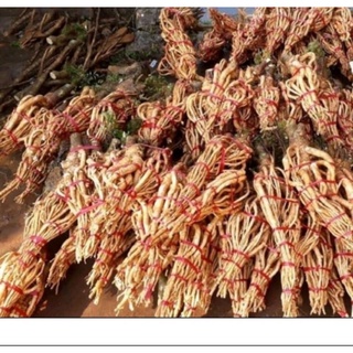 củ đinh lăng tươi 5kg