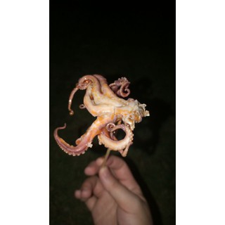 BẠCH TUỘC RIM🐙
