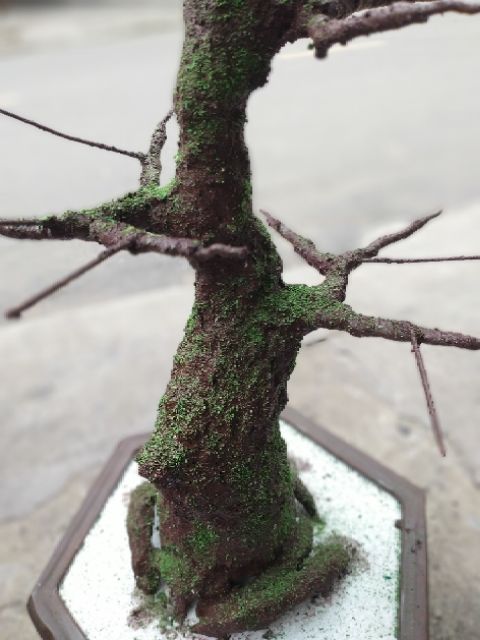 COMBO KEO LÀM THÂN CÂY BONSAI