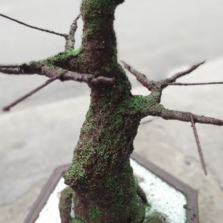 COMBO KEO LÀM THÂN CÂY BONSAI