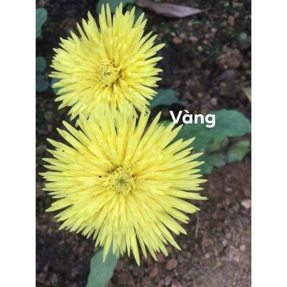 Combo 3 cây giống hoa đồng tiền cổ cánh kép đủ màu + Tặng 01 cây dâu da đất
