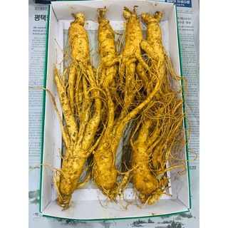 Sâm nguyên củ Hàn Quốc 8-10 củ/kg giá chỉ 350k/củ