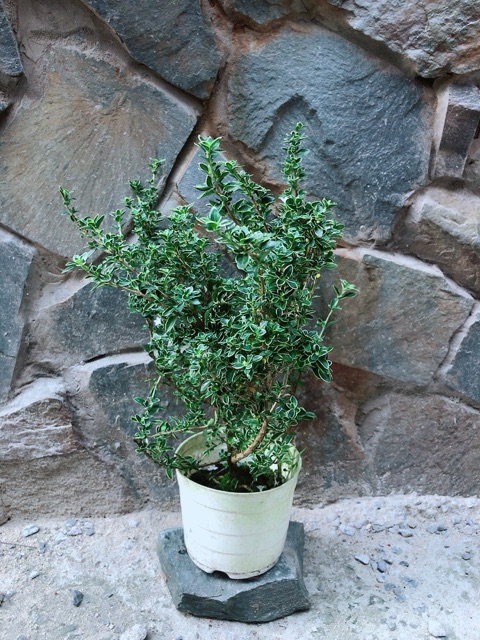 Cây Bạch Tuyết Mai