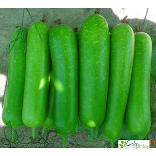 10 Hạt giống Bầu Sao (tặng gói Kích nẩy mầm và Hướng dẫn) XTRA