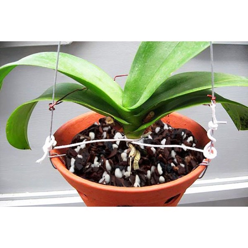 1kg giá thể trồng Lan cao cấp long vân đã qua xử lý_ Ship hàng siêu nhanh