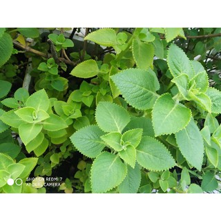 12 cây húng chanh trị ho cảm cúm