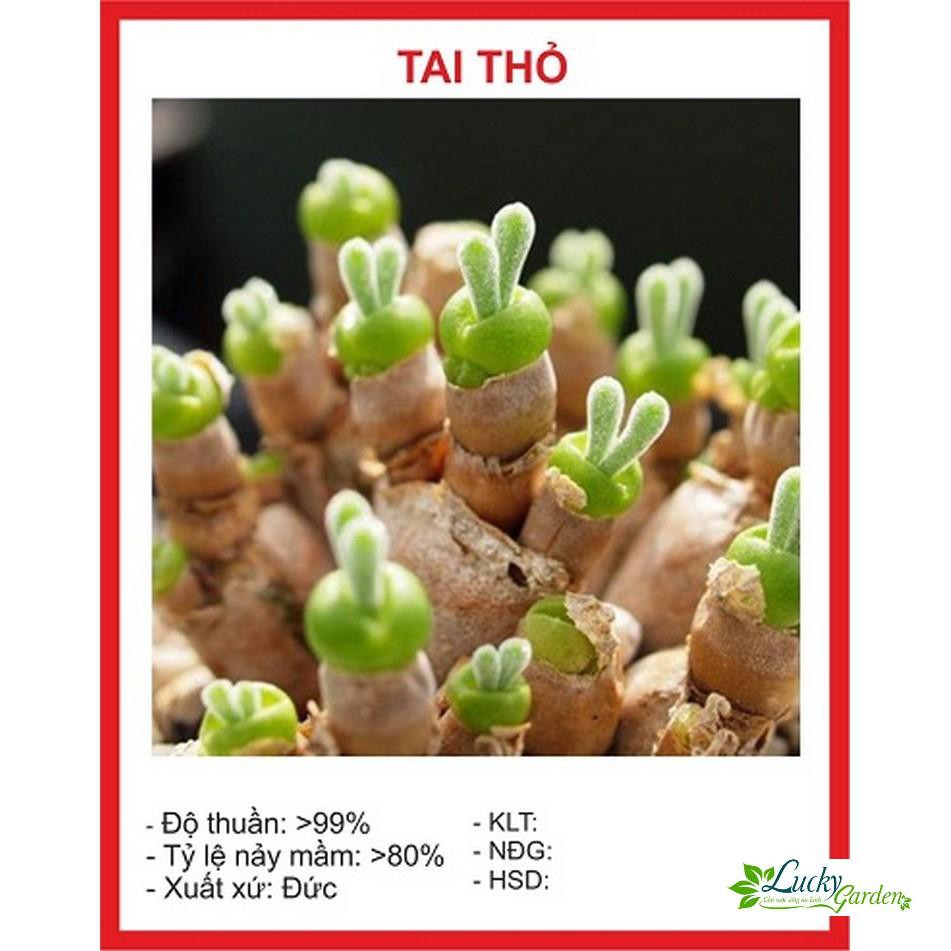20 Hạt giống Tai thỏ  XTRA TẶNG KÈM PHÂN VÀ KÍCH MẦM