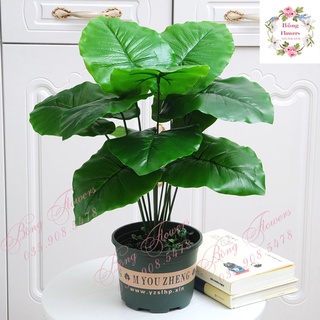🍀 Cây Giả - Cây Lá Rùa Phong Thủy Trang Trí 12 lá cao 60cm