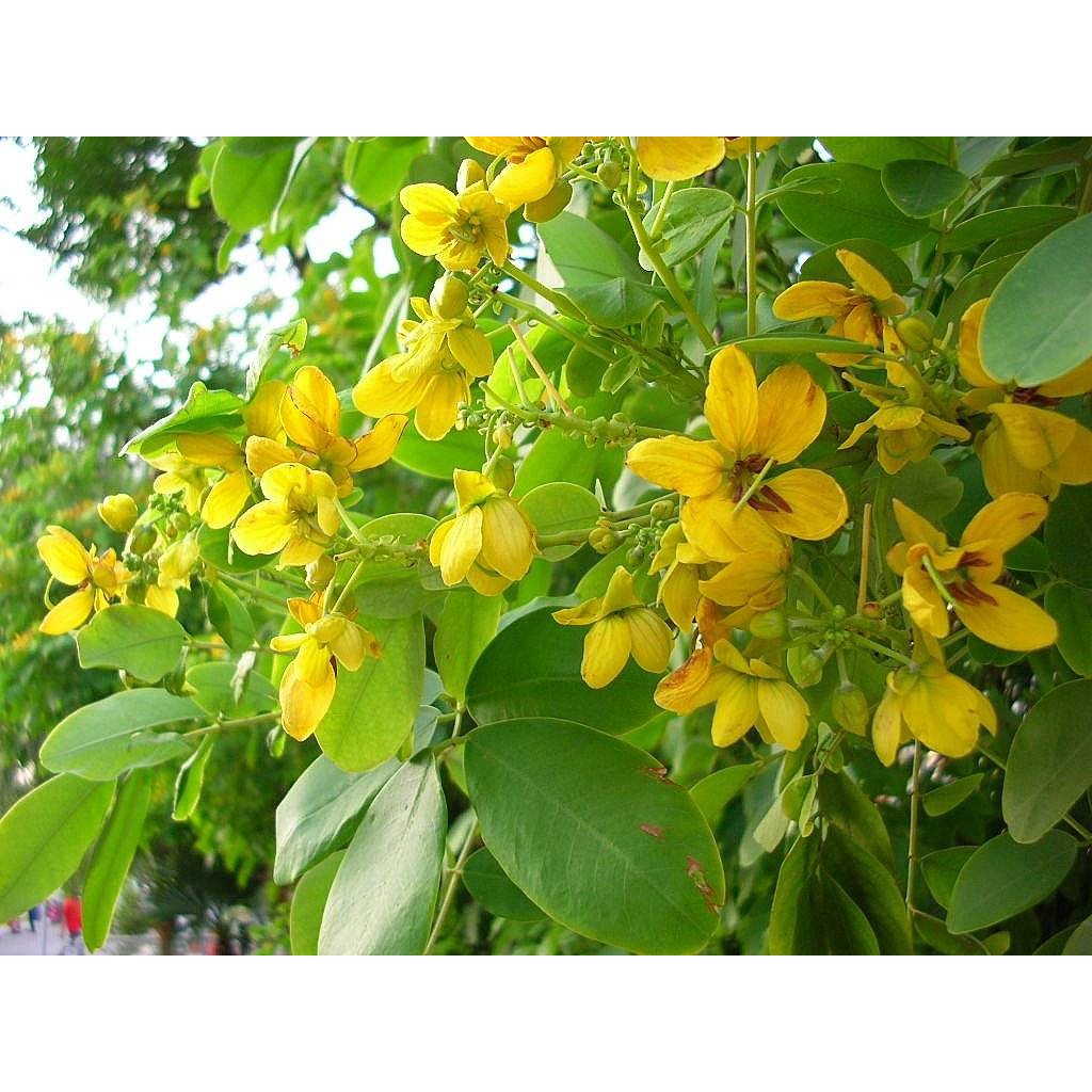 CÂY GIỐNG MUỒNG LÁ LẠC,Muồng Hoa Vàng CÂY SIÊU ĐẸP SIÊU PHẨM