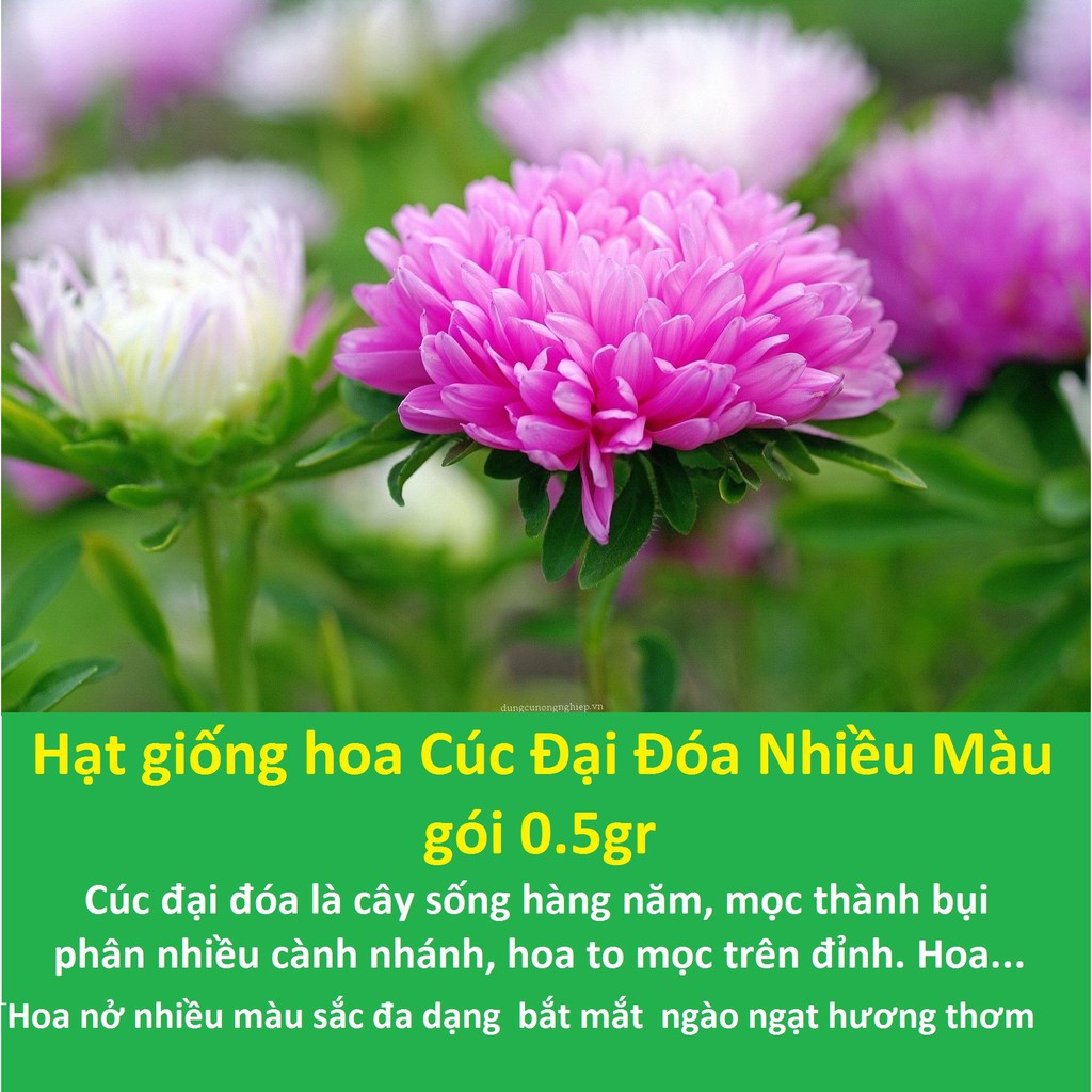 Hạt giống hoa Cúc Đại Đóa Mix - gói 0.5gr