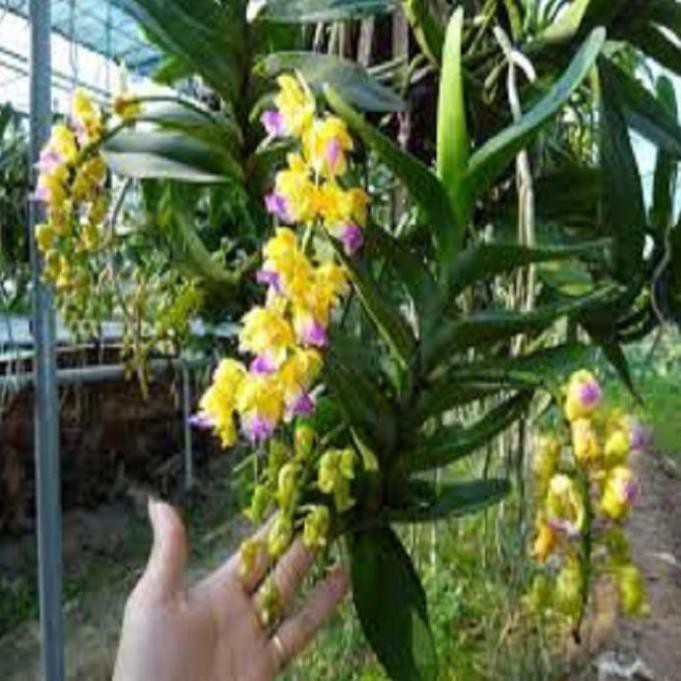 Hoa lan giáng hương hoàng nhạn tháng 4  ki mập khỏe ấm chậu