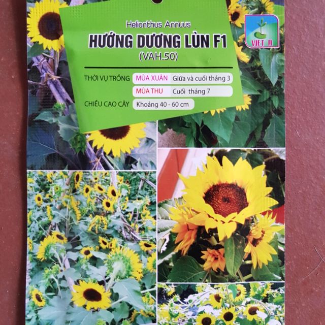 Hướng dương lùn siêu bông