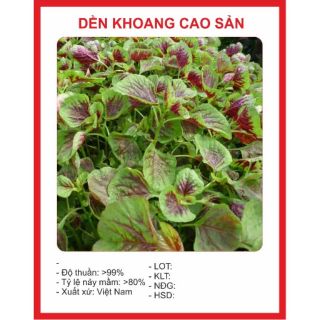 Hạt giống rền khoang cao sản