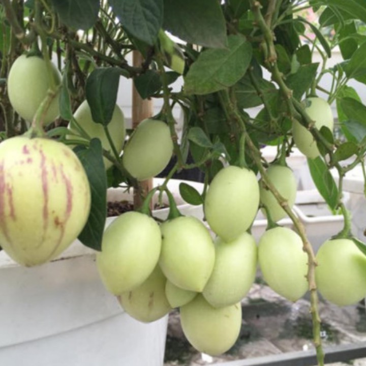 Dưa pepino giống