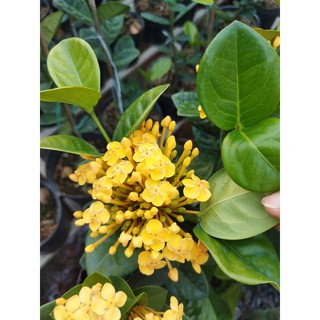 bông trang hoàng kim cao 50cm