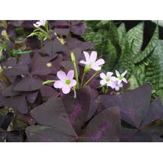 củ hoa bướm đêm