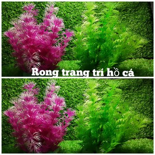 Rong trang trí hồ cá