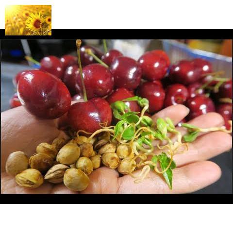 Hạt Giống Qủa Anh Đào / Cherry (5 Hạt) -Thơm Ngon, Bổ Dưỡng, Giàu Vitamin - MUA 3 TẶNG 1 CÙNG LOẠI