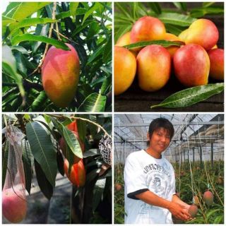 cây giống xoài đỏ nhật bản