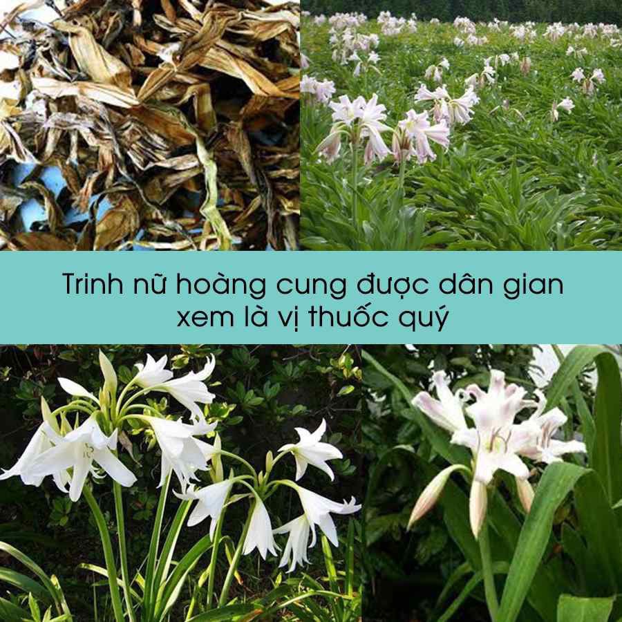 Trinh nữ hoàng cung khô thượng hạng Bách An Khang 1kg