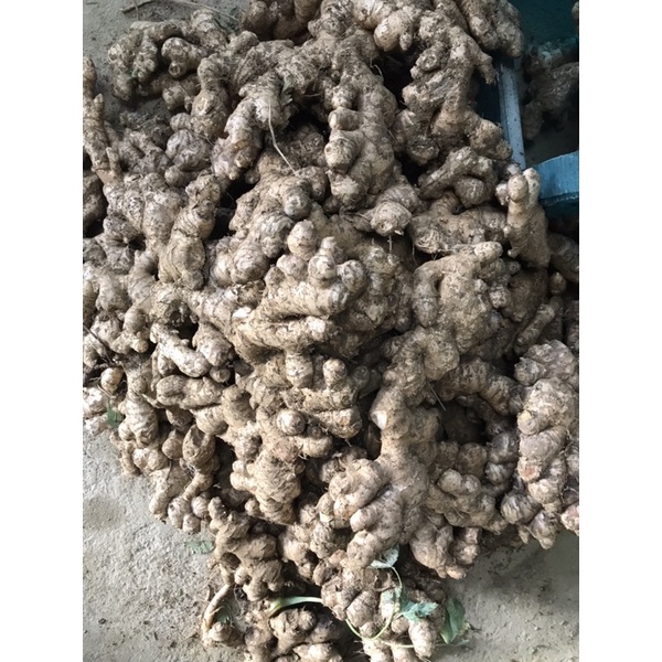 3kg gừng tươi Tây Bắc ruột vàng rất thơm và cay