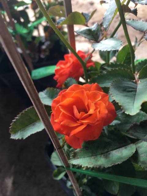 Hồng tiểu muội