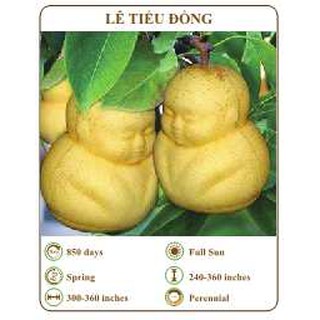 Hạt giống lê tiểu đồng - the xanh