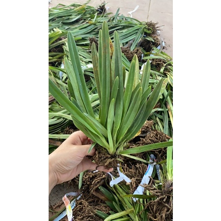 LAN HÀI COCCI ĐANG RA HOA 1 Chậu