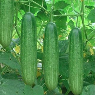 Hạt giống dưa chuột
