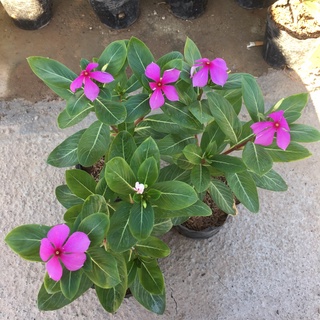 Hoa Dừa Cạn (Dừa Ta) cây phát triển quanh năm đã có hoa và nụ (Như Hình)