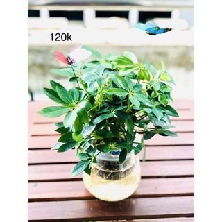 Bướm trang trí tiểu cảnh 1 con