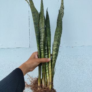 Lưỡi Hổ Xanh Cao