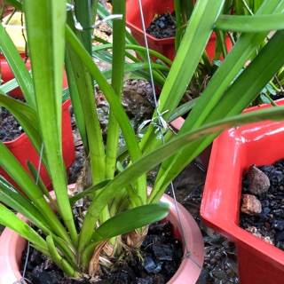 Kiếm tiên vũ thuần chậu